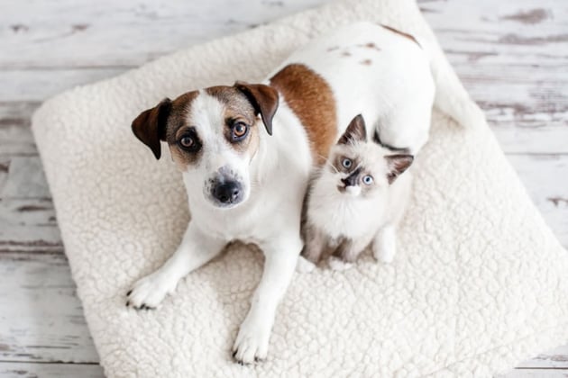 Why Your Pet Thinks You're the Real MVP