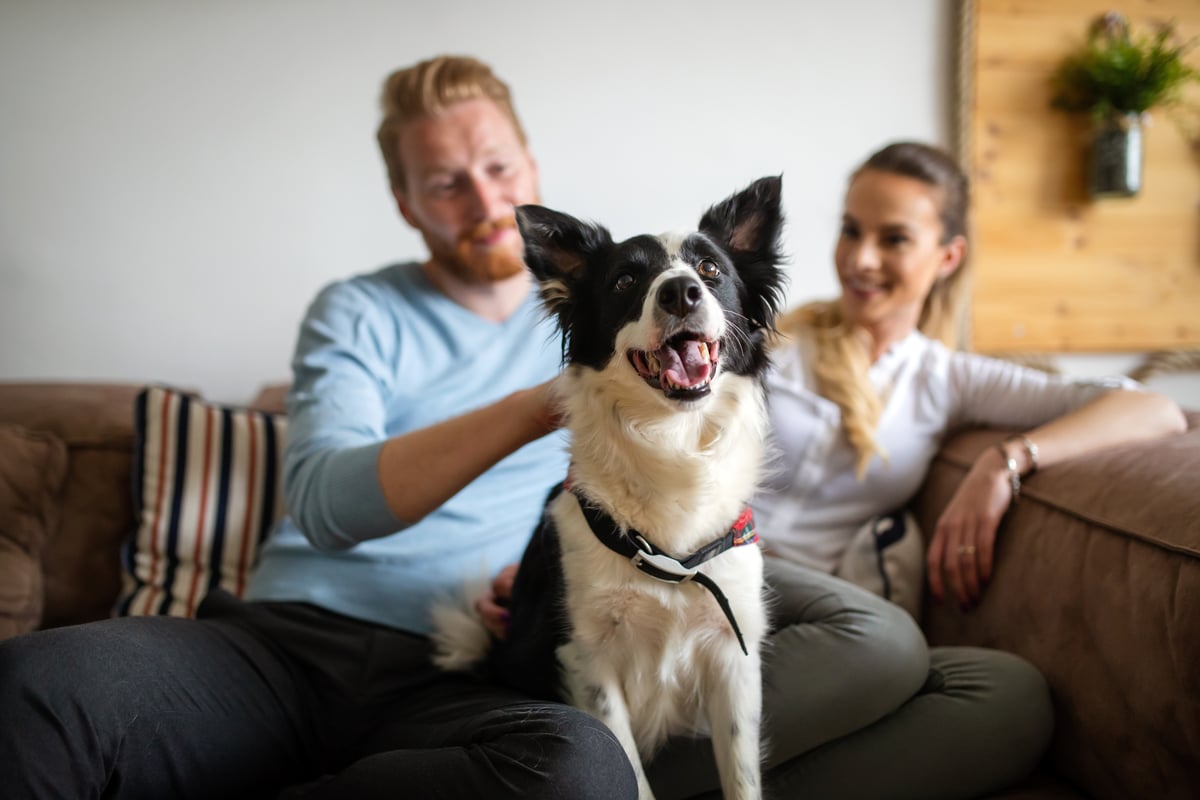 A dog sitting on a couch with a man and woman