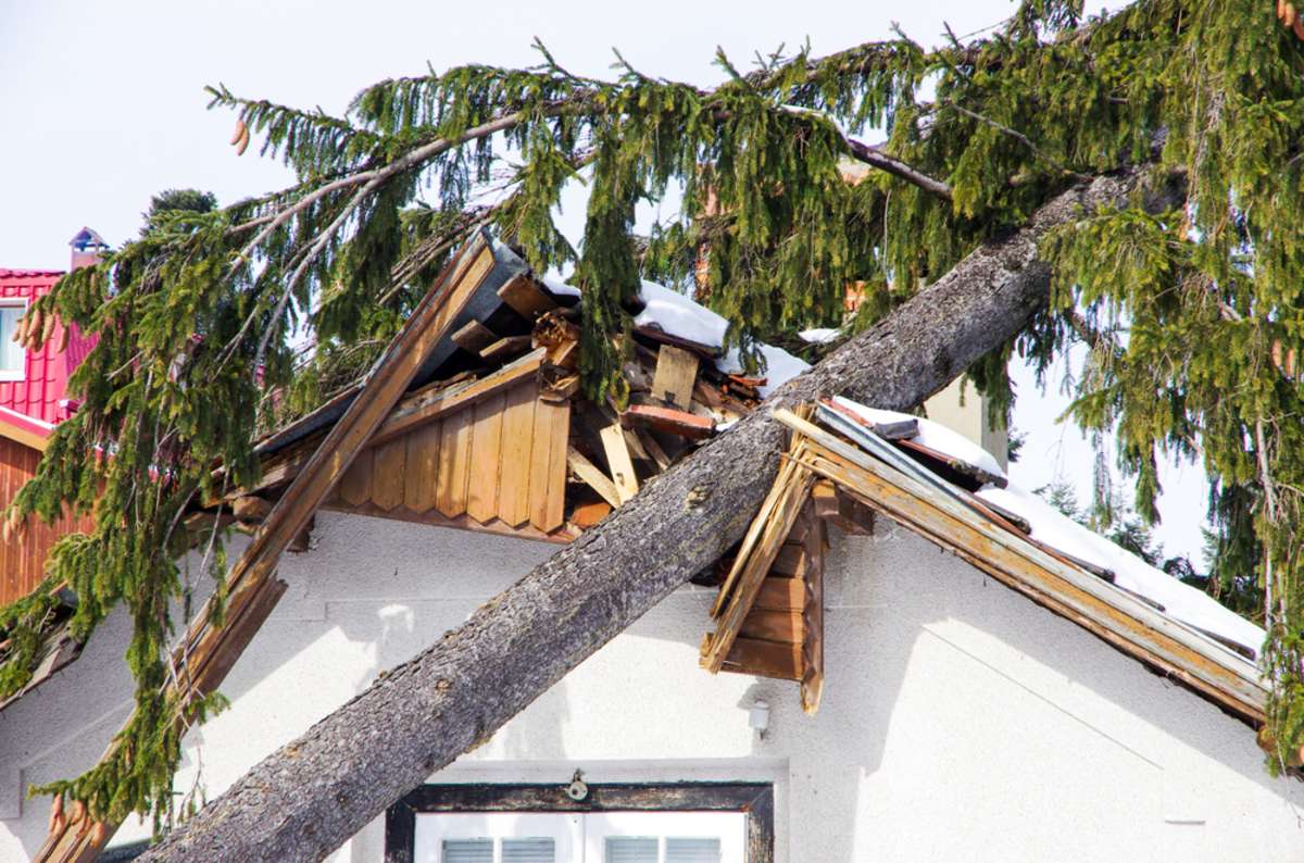 The tree that have fallen on the roof of the house after the storm and damaged it
