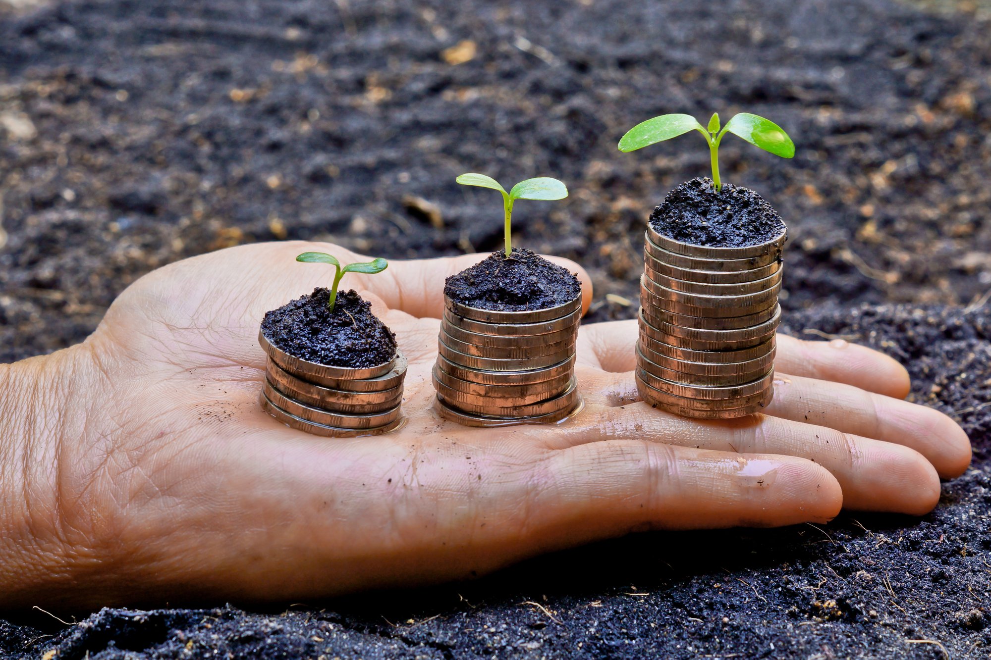 Hands holding tress growing on coins