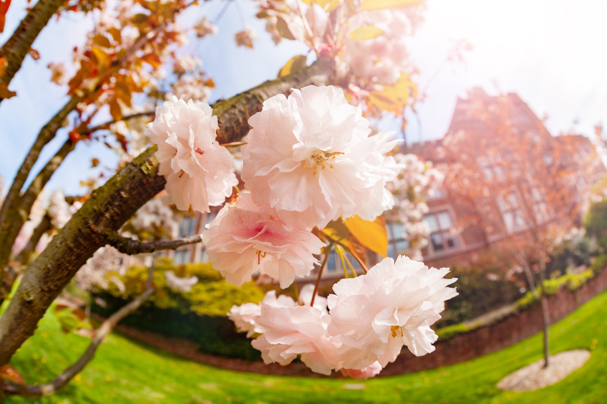 Japanese cherry, Prunus or Cerasus serrulata blossoms in Seattle University campus, Washington