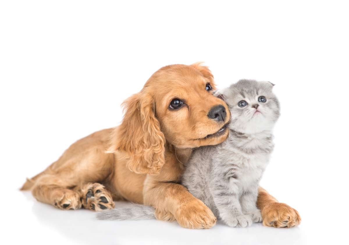 Curious English cocker spaniel puppy dog hugs kitten, emotional support animal concept.