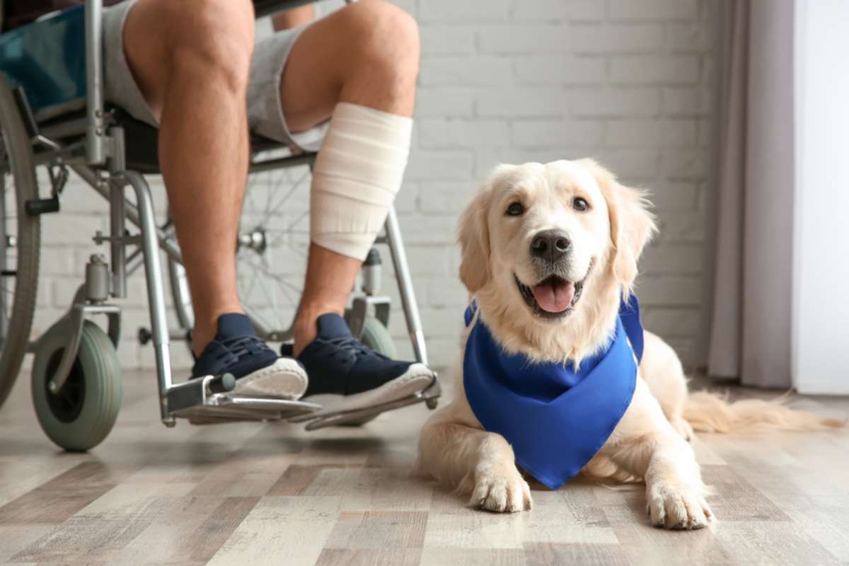 An assistance animal ying on floor near man in wheelchair